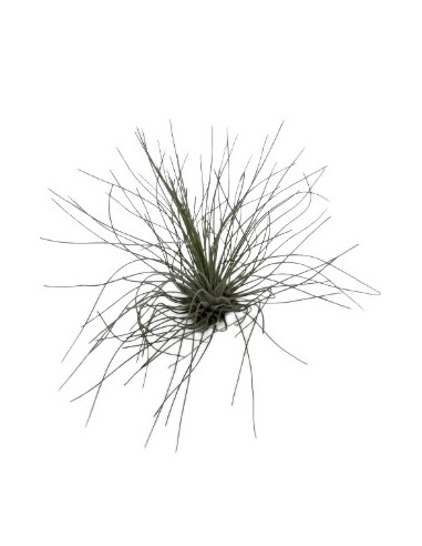 Tillandsia Fuchsii Gracilis