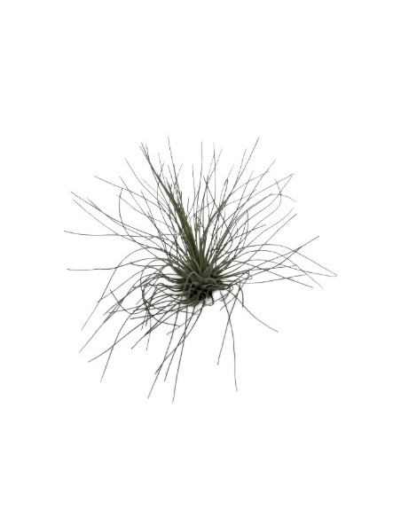 Tillandsia Fuchsii Gracilis