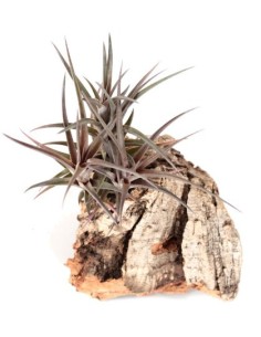 Tillandsia Jonesii