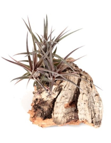 Tillandsia Jonesii