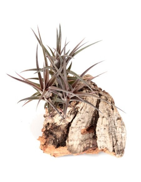 Tillandsia Jonesii