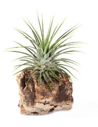 Tillandsia Ionantha