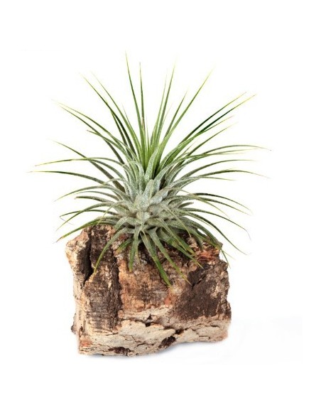 Tillandsia Ionantha