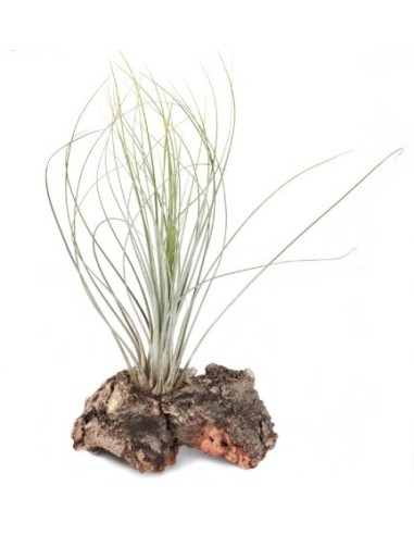 Tillandsia Juncea