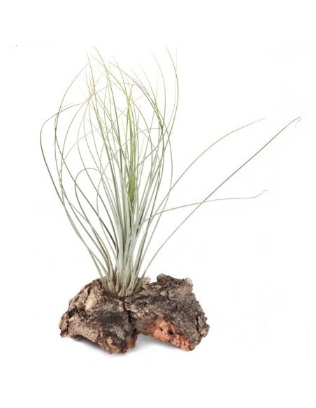 Tillandsia Juncea