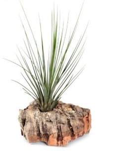 Tillandsia juncifolia