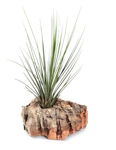 Tillandsia juncifolia