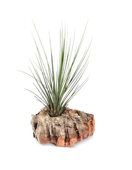 Tillandsia juncifolia