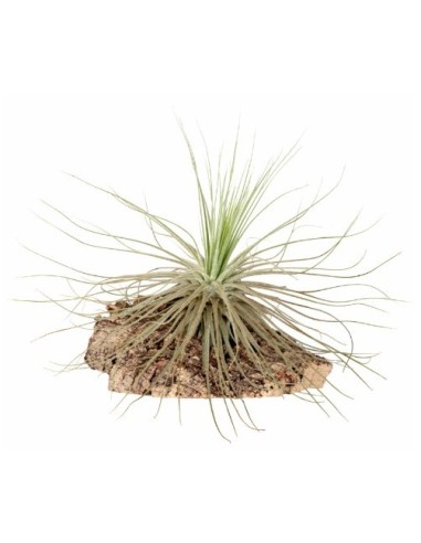 Tillandsia Magnusiana