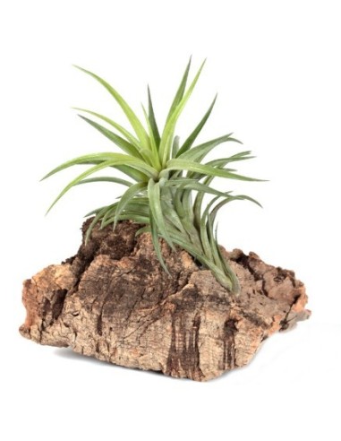 Tillandsia neglecta