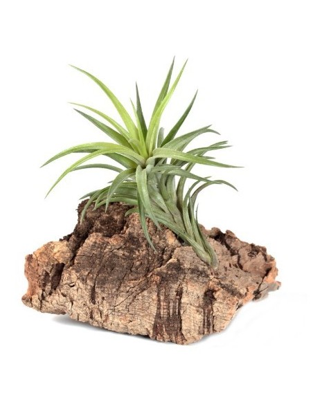 Tillandsia neglecta