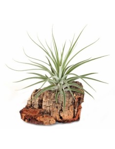 Tillandsia oaxacana