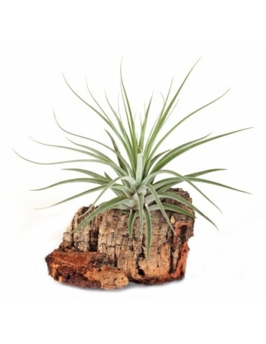 Tillandsia oaxacana