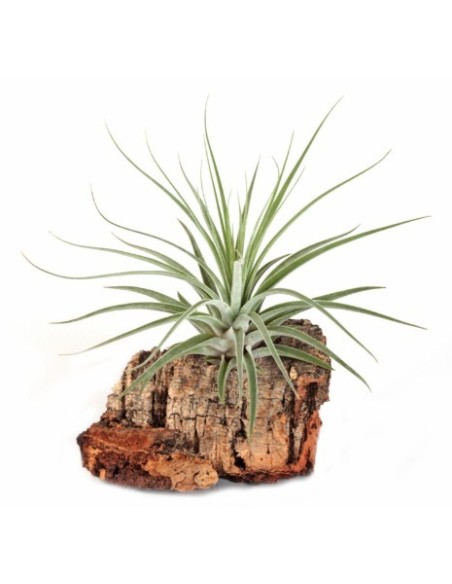 Tillandsia oaxacana