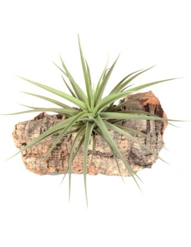 Tillandsia Aeranthos