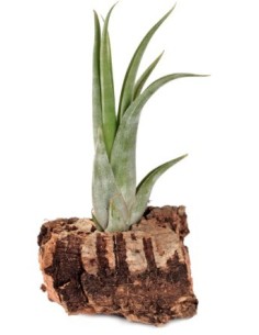 Tillandsia scaposa