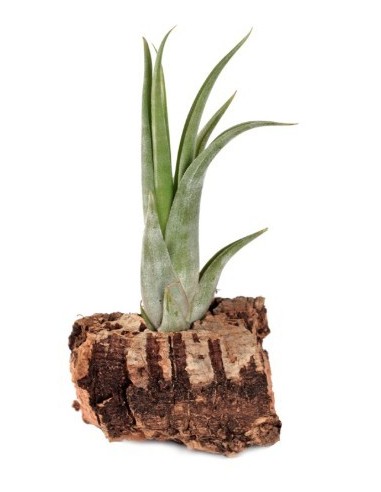 Tillandsia scaposa
