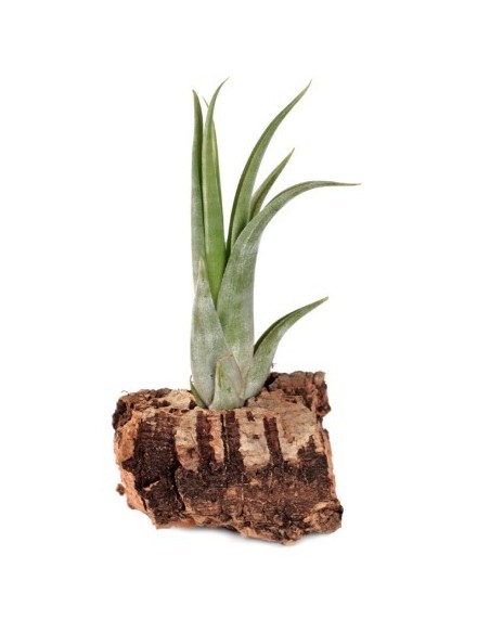 Tillandsia scaposa