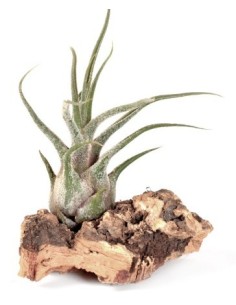 Maranta (test 13 cm ø)