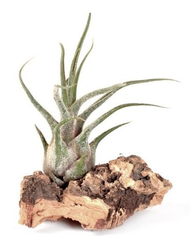 Tillandsia pruinosa
