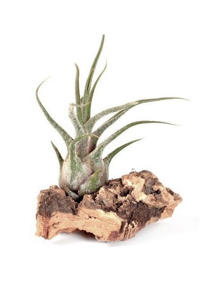 Tillandsia pruinosa