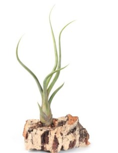 Tillandsia Pseudobaileyi