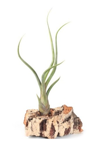 Tillandsia Pseudobaileyi