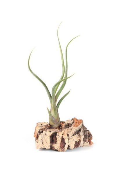 Tillandsia Pseudobaileyi