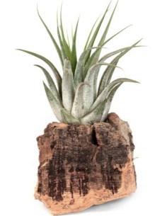 Tillandsia scaposa