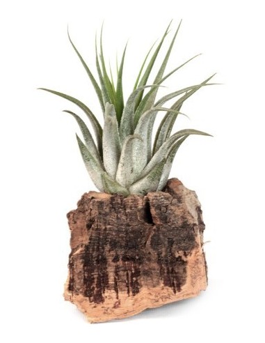 Tillandsia oaxacana