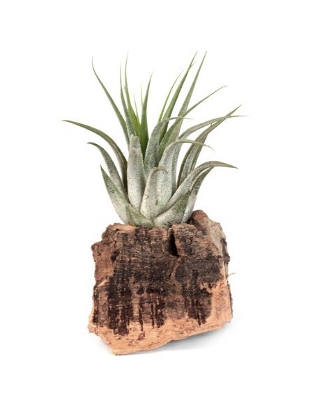 Tillandsia oaxacana