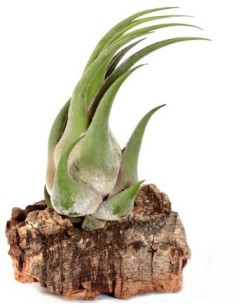 Tillandsia Seleriana