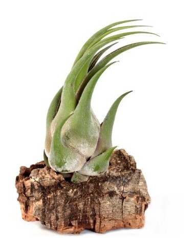 Tillandsia Seleriana