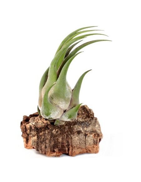 Tillandsia Seleriana