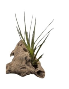 Maranta (test 13 cm ø)