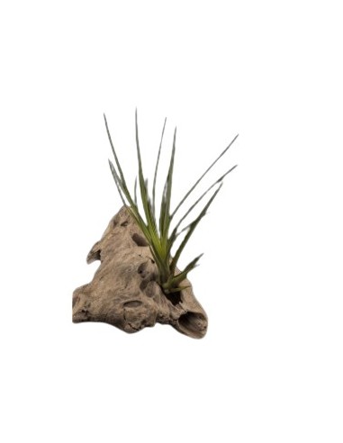 Tillandsia Tricolor