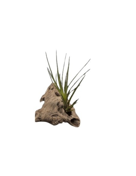 Tillandsia Tricolor