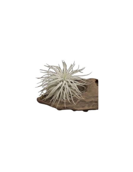Tillandsia tectorum