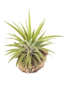 Tillandsia Velutina