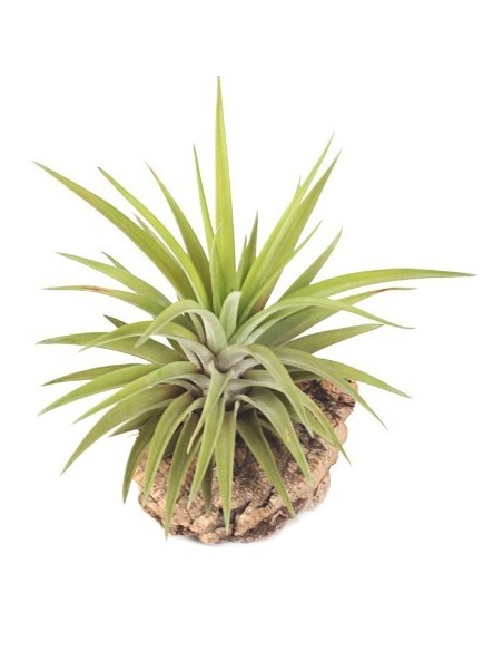 Tillandsia Velutina