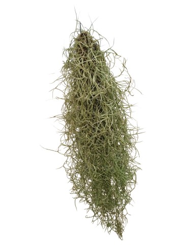 Tillandsia Usneoides
