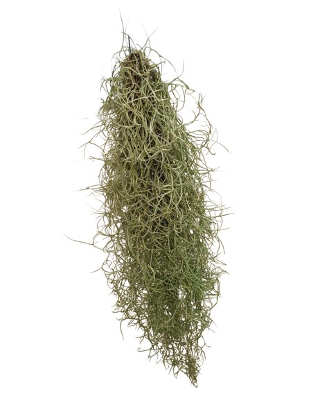 Tillandsia Usneoides