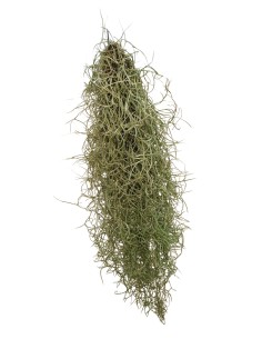 Tillandsia Usneoides Curly Silver