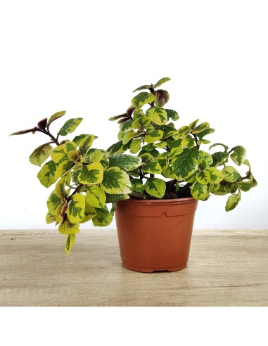 Plectranthus Latus Sasha (maceta 13 cm Ø)