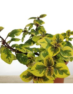 Plectranthus Latus Sasha (maceta 13 cm Ø) 2