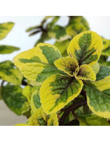 Plectranthus Latus Sasha (maceta 13 cm Ø)