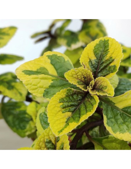 Plectranthus Latus Sasha (maceta 13 cm Ø)