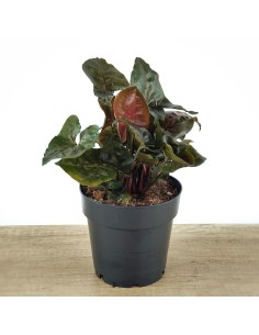 Syngonium Arrow (maceta de 12 cm ø)