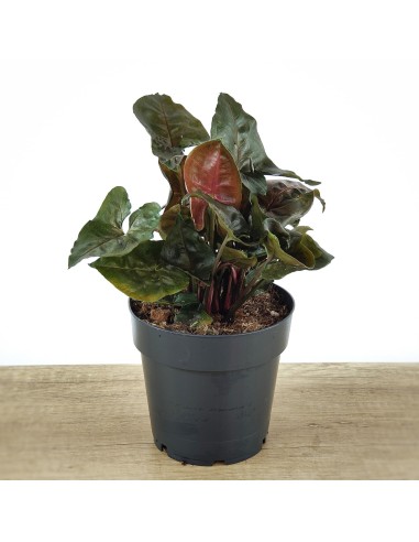 Syngonium Arrow (maceta de 12 cm ø)