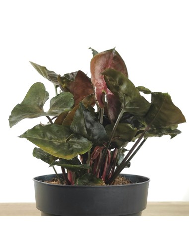 Syngonium Arrow (maceta de 12 cm ø)